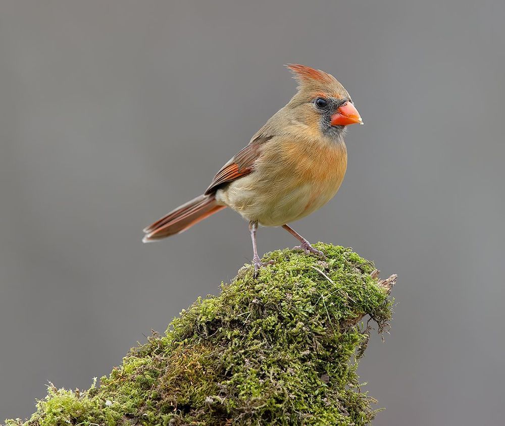 Northern Cardinal couple - Красный кардинал самец и самка