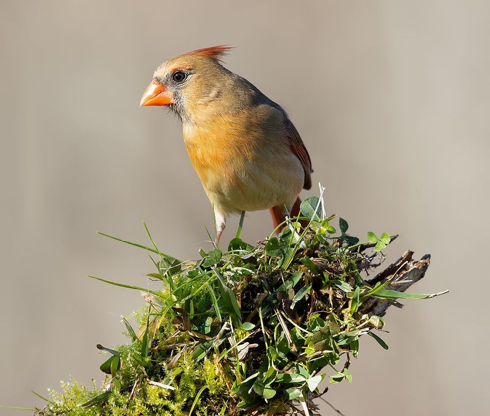 Northern Cardinal couple - Красный кардинал самец и самка