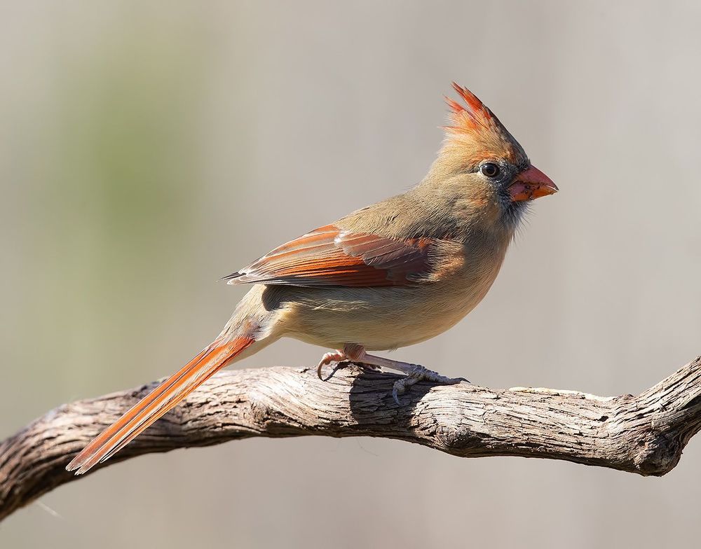 Northern Cardinal couple - Красный кардинал самец и самка