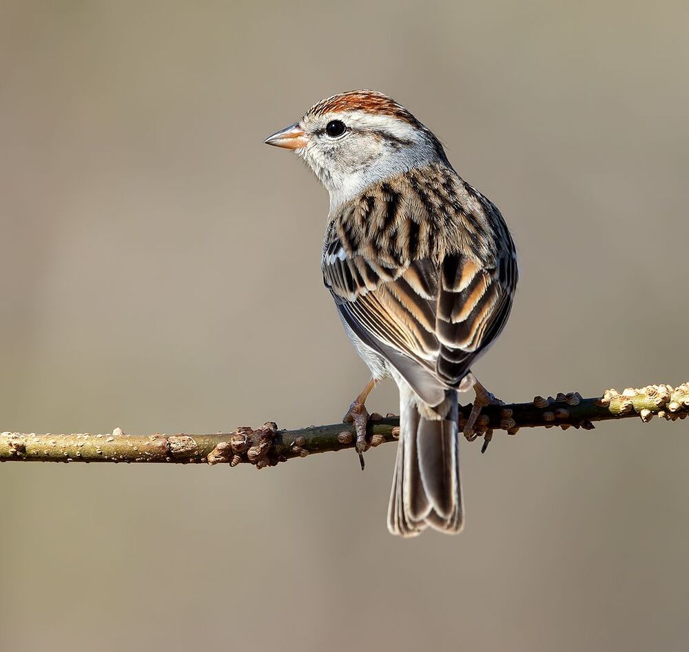 Chipping sparrow. Обыкновенная воробьиная овсянка
