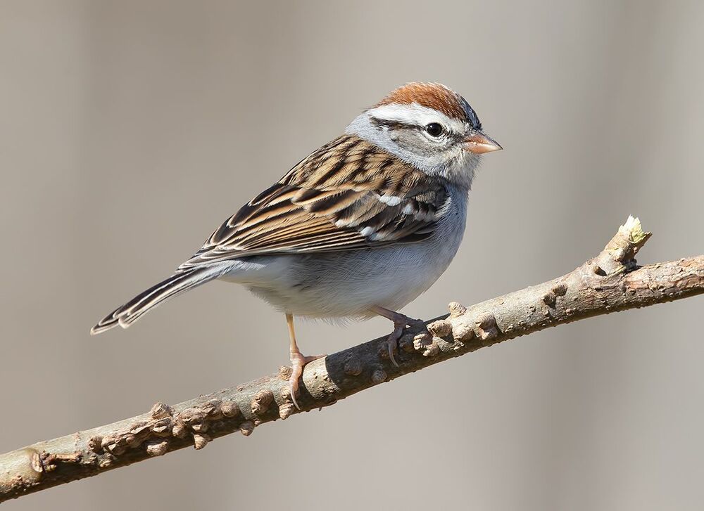 Chipping sparrow. Обыкновенная воробьиная овсянка