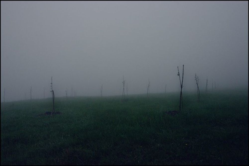 The heavy mist