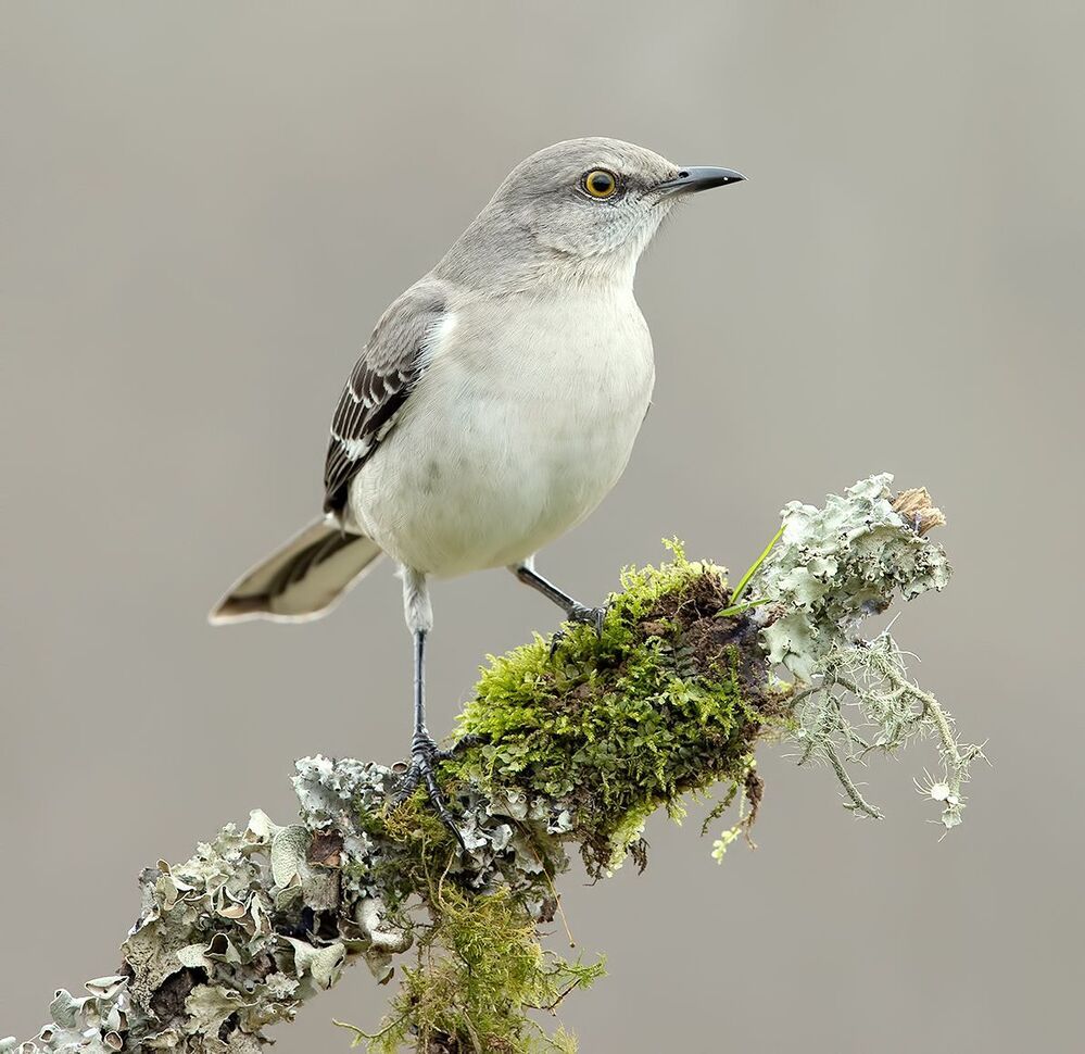 Многоголосый пересмешник - Northern Mockingbird