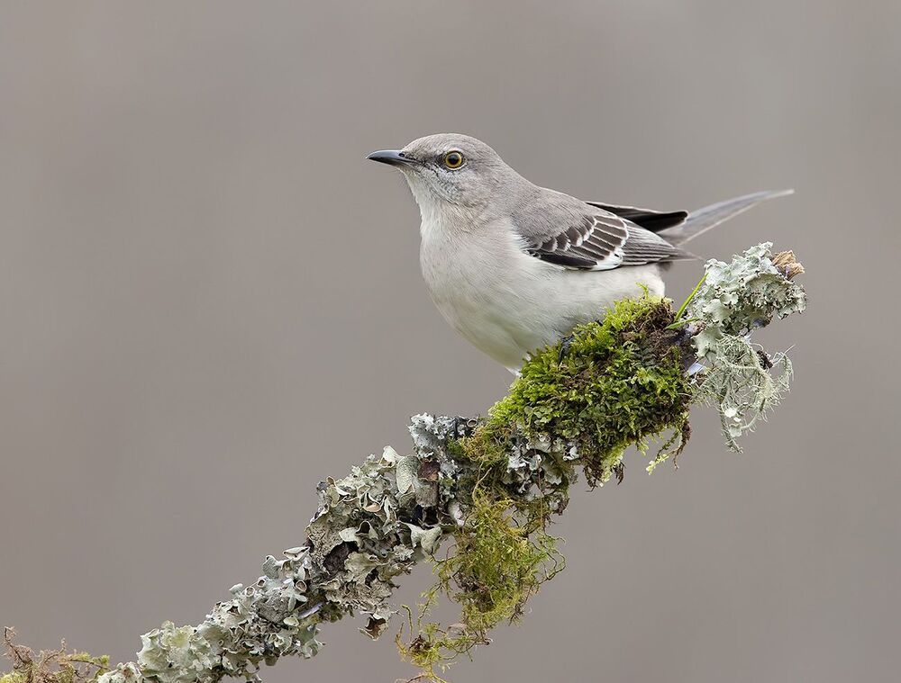 Многоголосый пересмешник - Northern Mockingbird