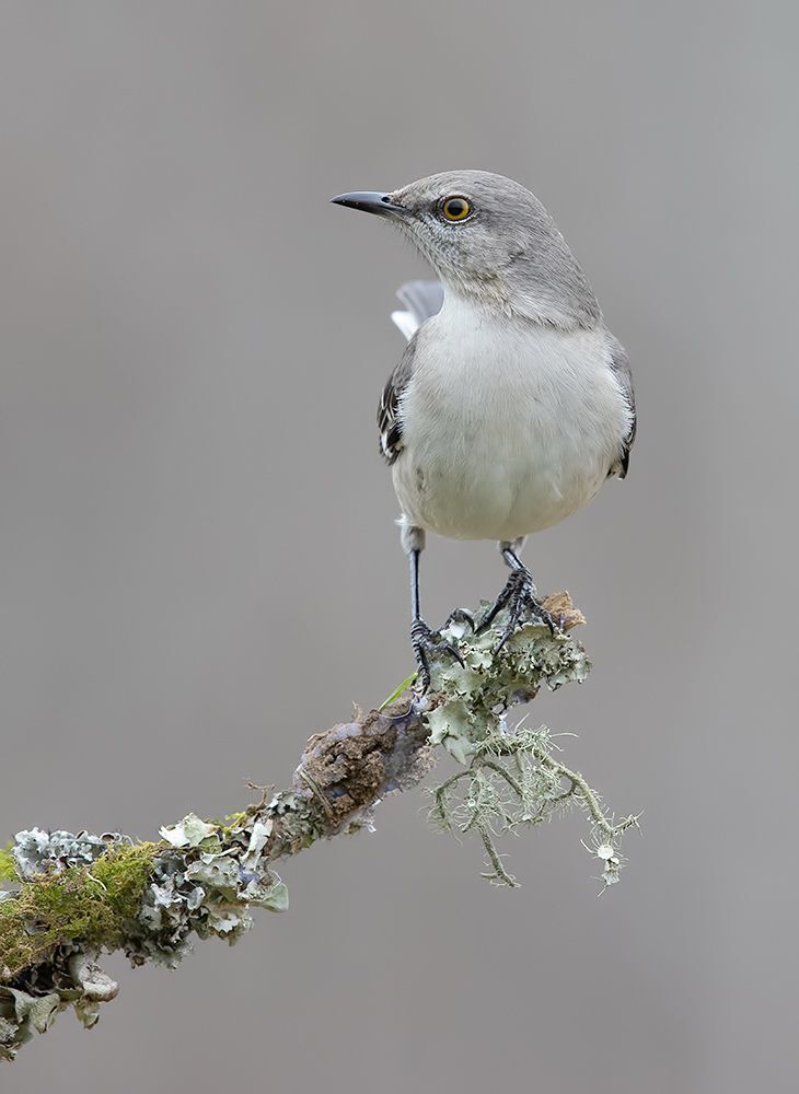 Многоголосый пересмешник - Northern Mockingbird