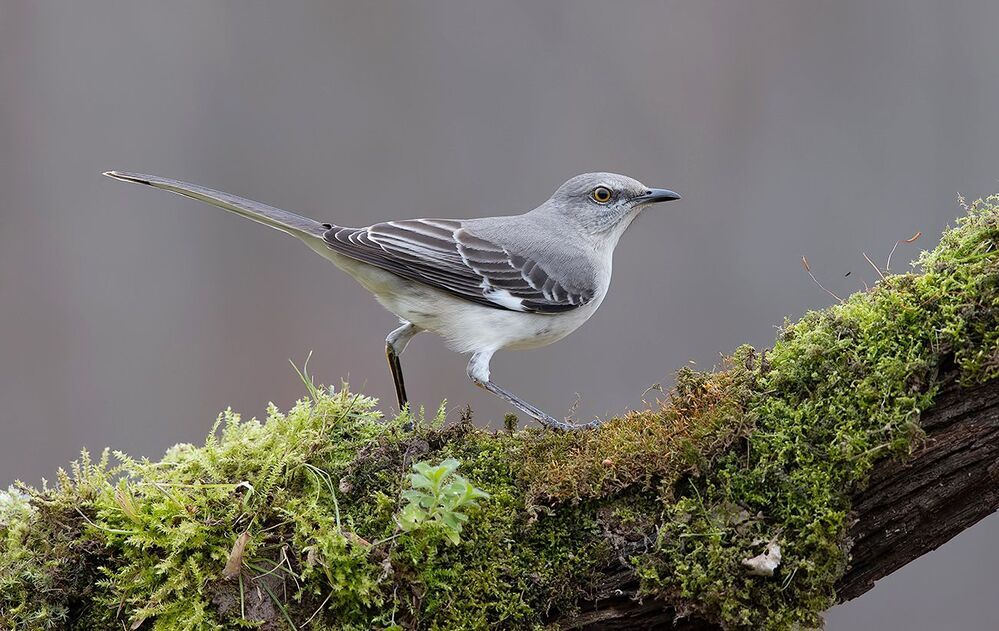 Многоголосый пересмешник - Northern Mockingbird