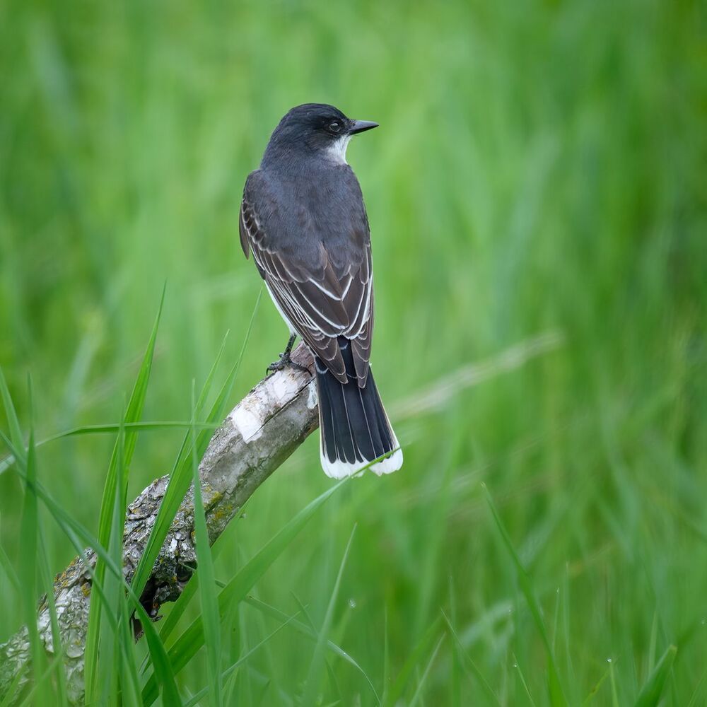 Eastern Kingbird