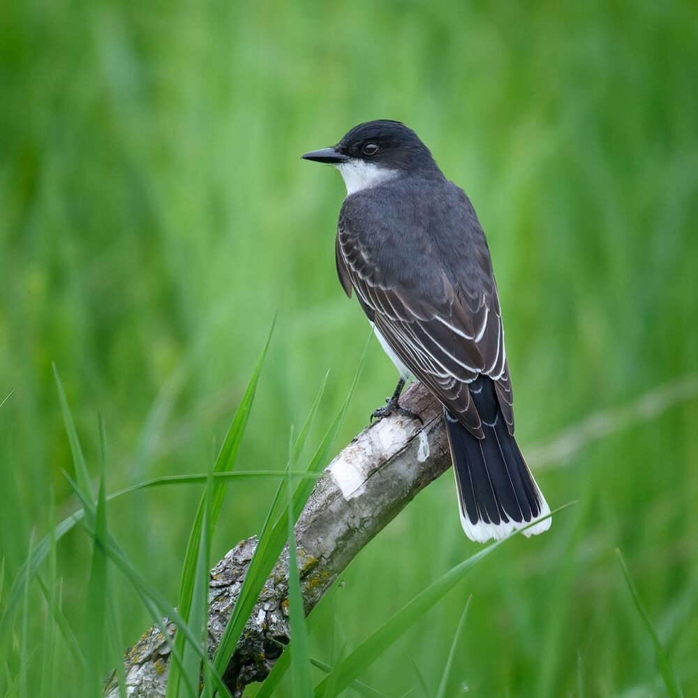 Eastern Kingbird