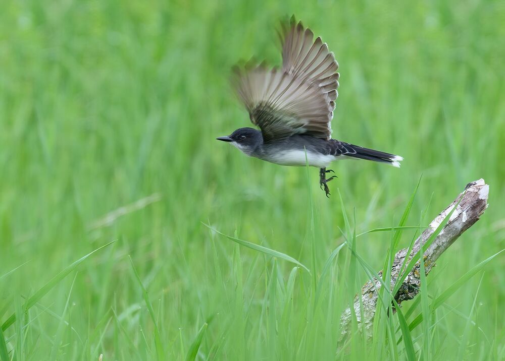 Eastern Kingbird