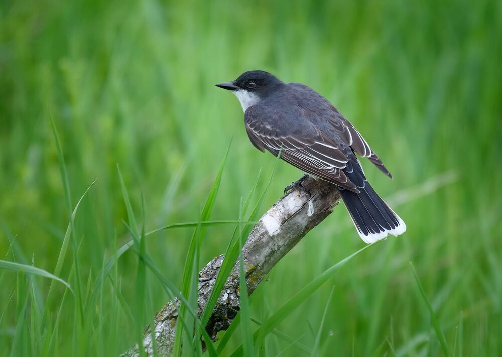 Eastern Kingbird