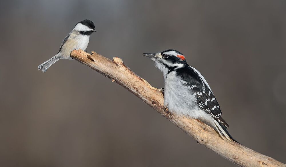 Hairy Woodpecker (male) & Black-capped Chickadee