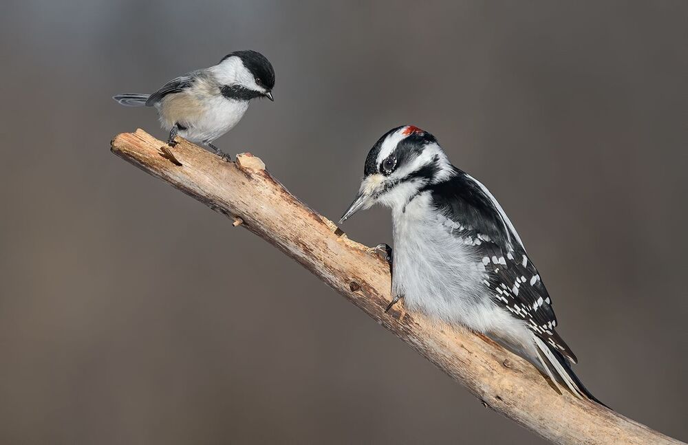 Hairy Woodpecker (male) & Black-capped Chickadee