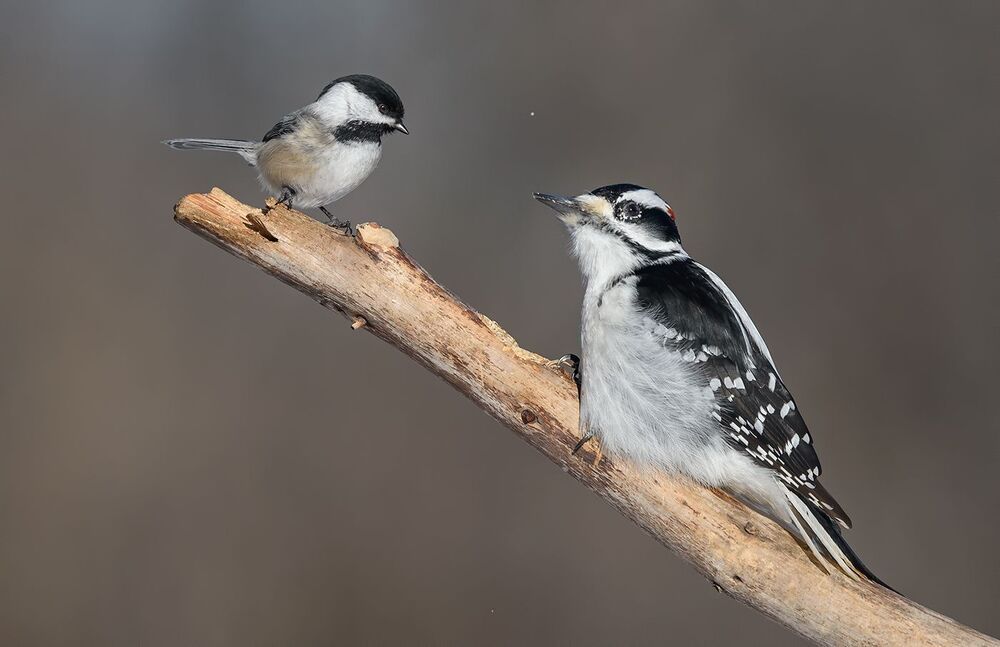 Hairy Woodpecker (male) & Black-capped Chickadee