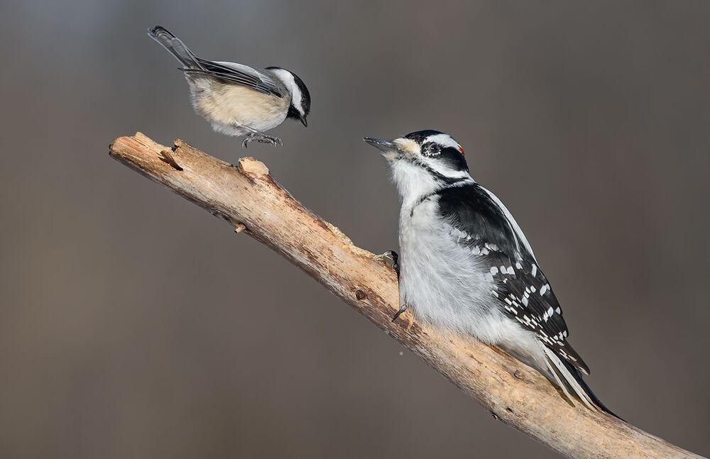 Hairy Woodpecker (male) & Black-capped Chickadee