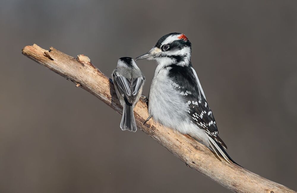 Hairy Woodpecker (male) & Black-capped Chickadee