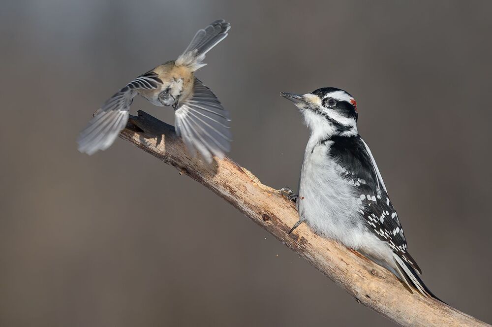 Hairy Woodpecker (male) & Black-capped Chickadee