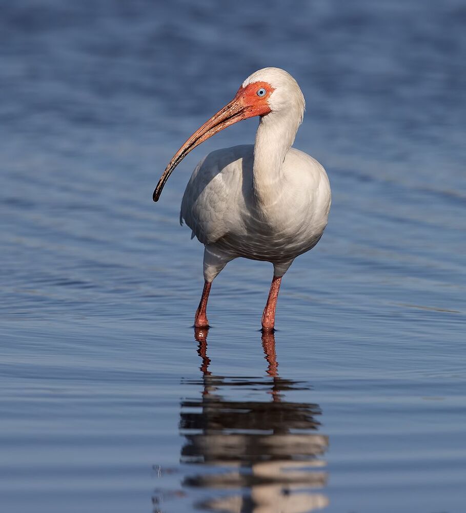 White Ibis - Белый Ибис