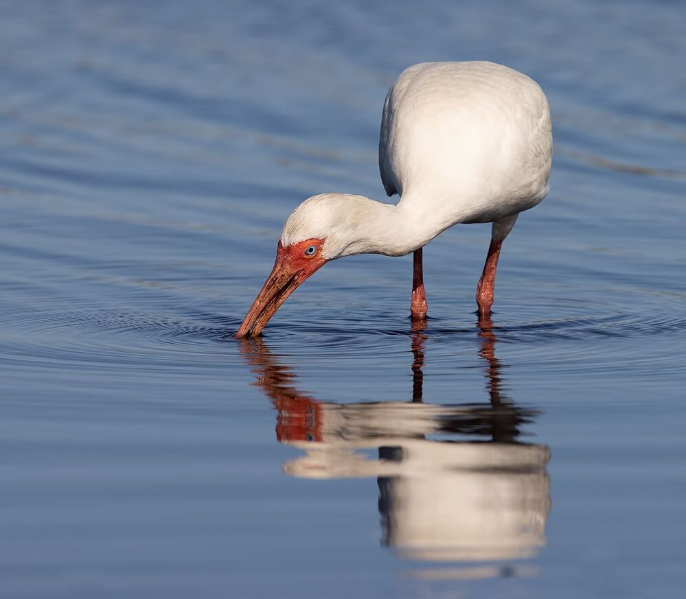 White Ibis - Белый Ибис