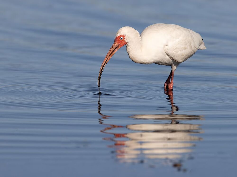 White Ibis - Белый Ибис