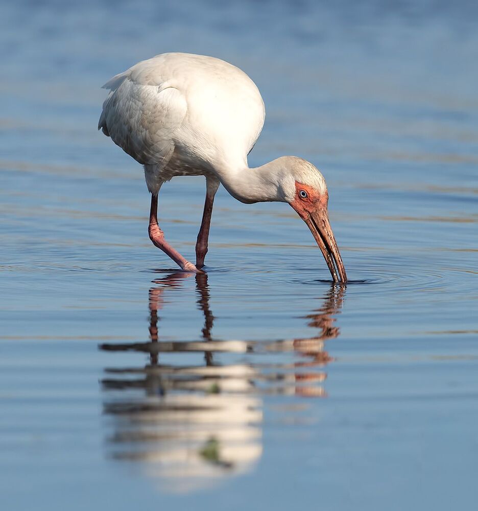 White Ibis - Белый Ибис