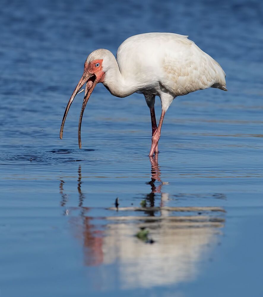 White Ibis - Белый Ибис