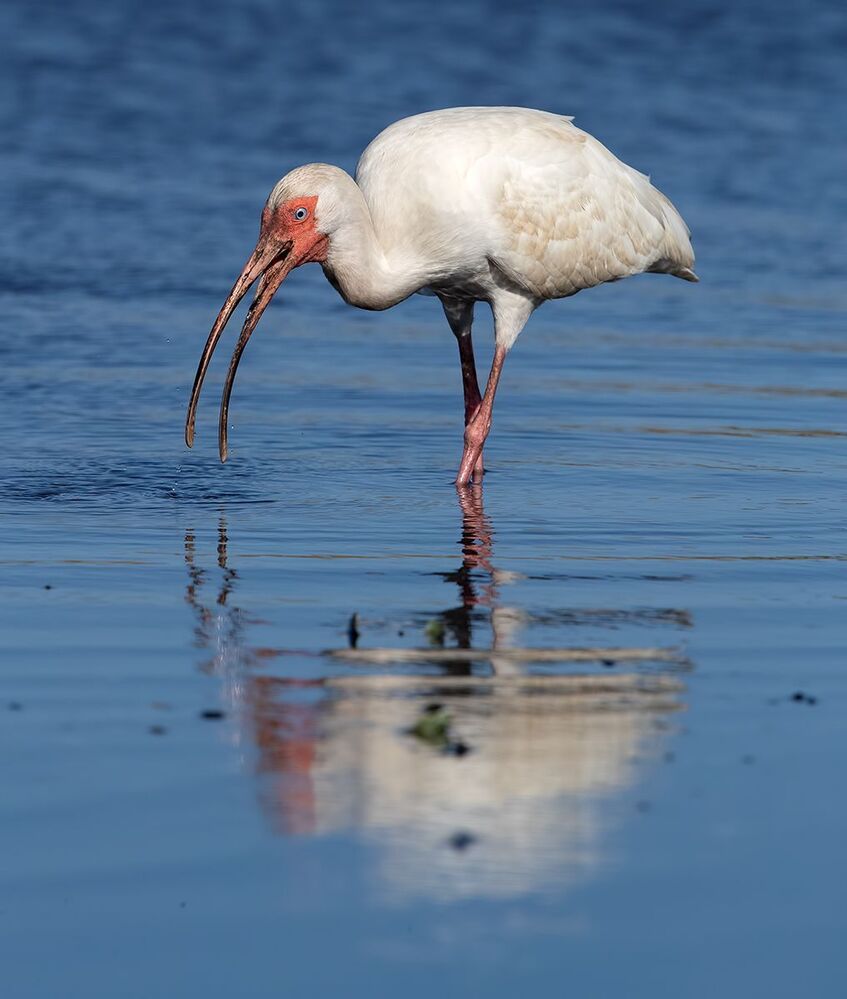 White Ibis - Белый Ибис