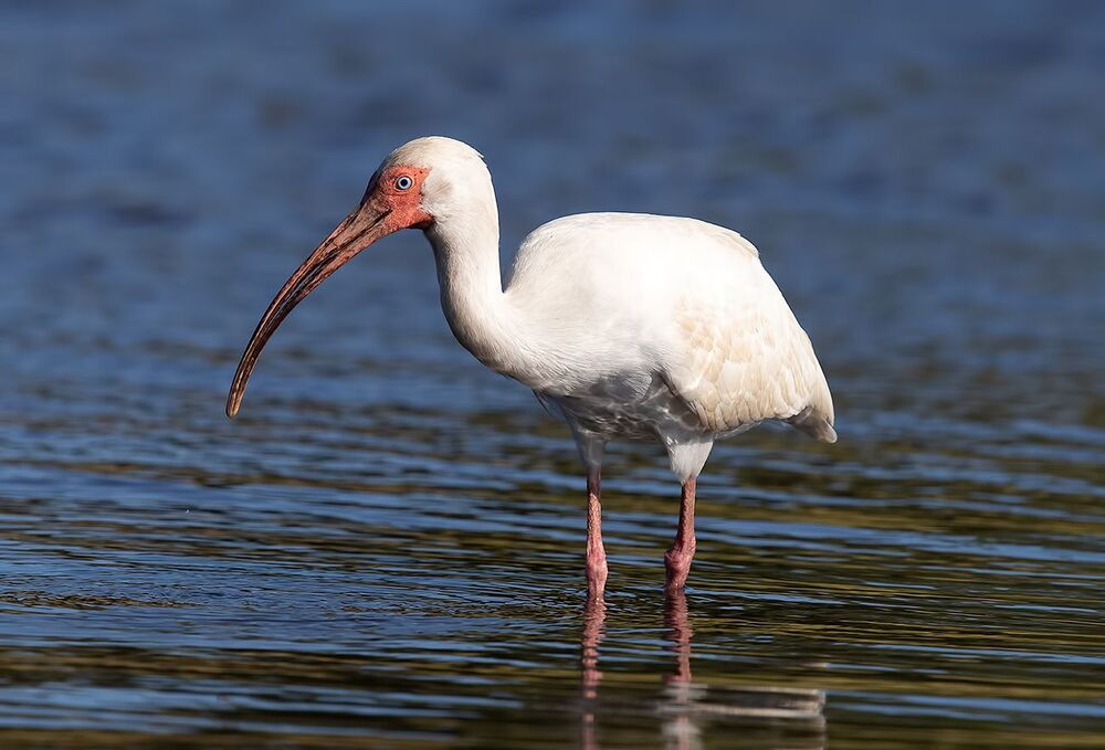 White Ibis - Белый Ибис