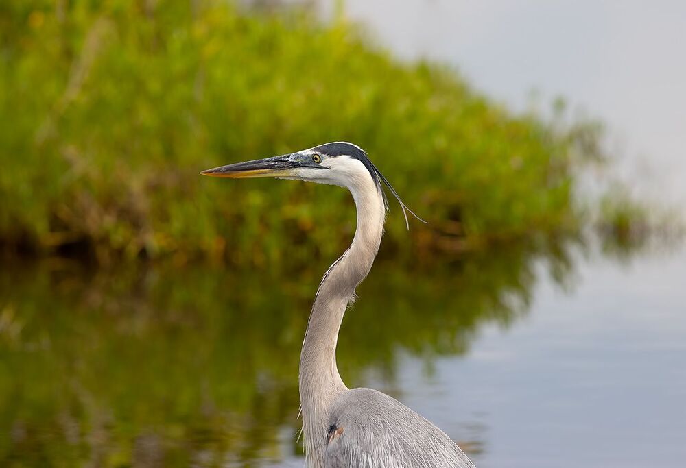 Great Blue Heron - Большая голубая цапля
