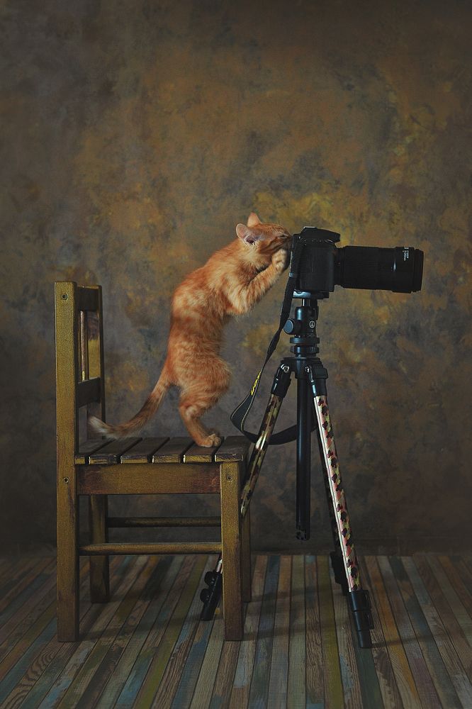 О том, как Рыжик фотографом стал