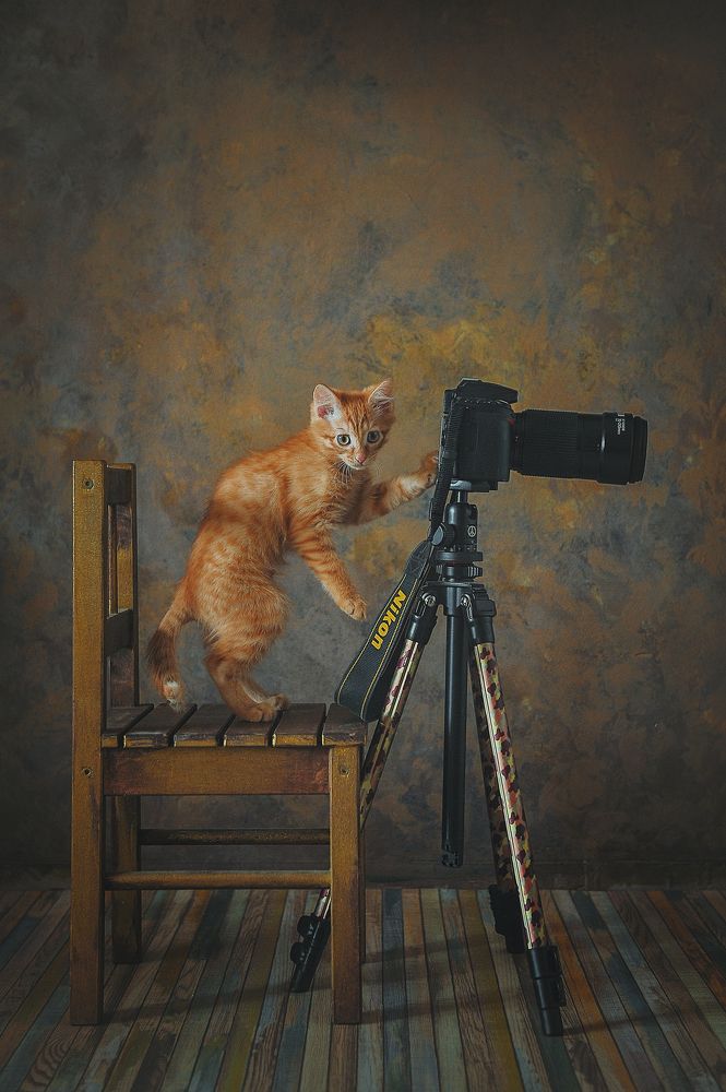 О том, как Рыжик фотографом стал