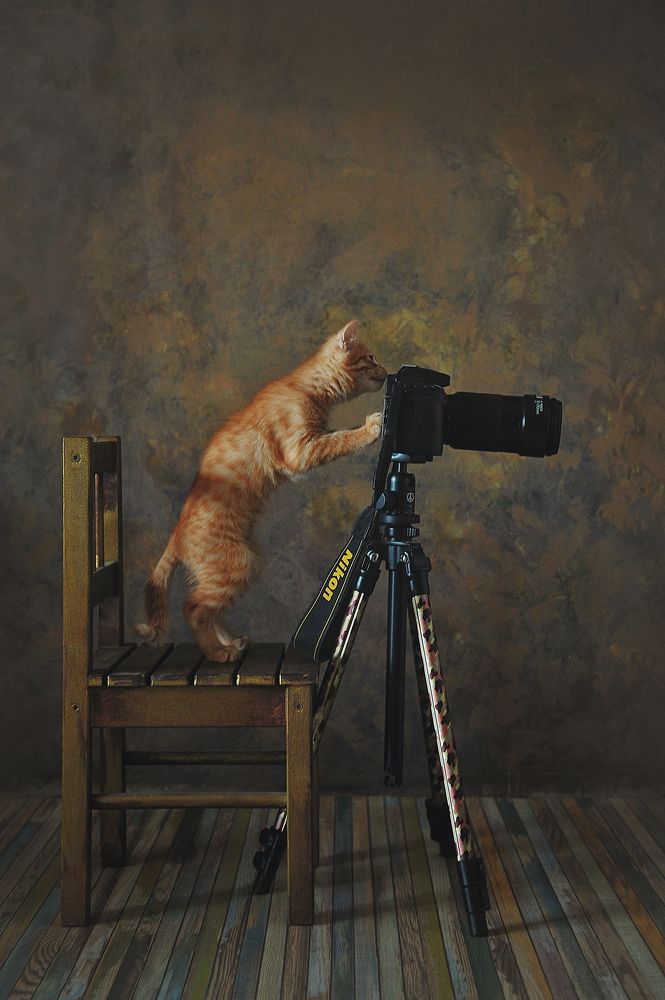 О том, как Рыжик фотографом стал