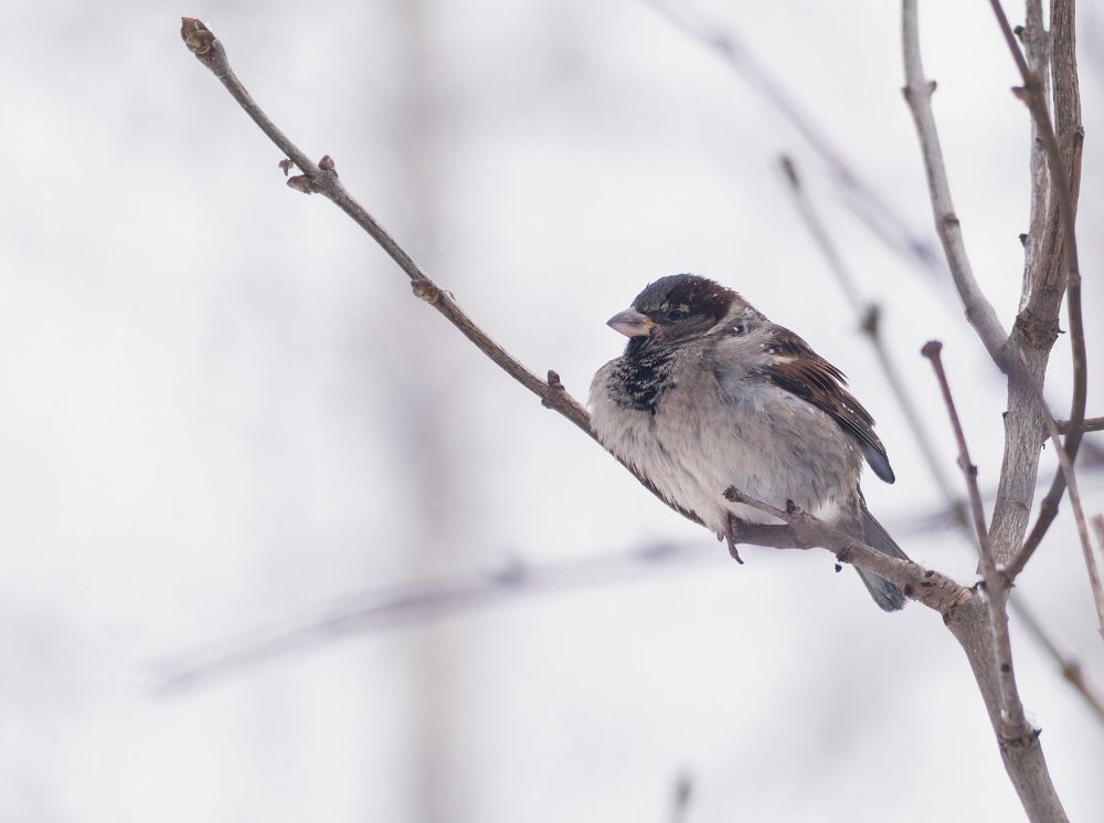 К раздумьям смотрителей зимнего парка.