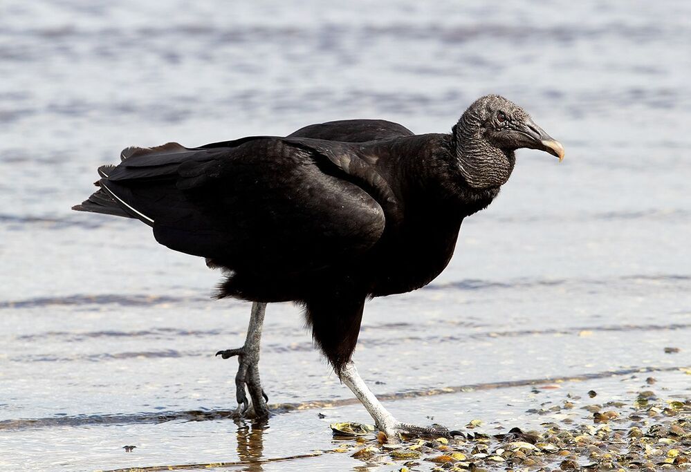 Black Vulture - Американская чёрная катарта