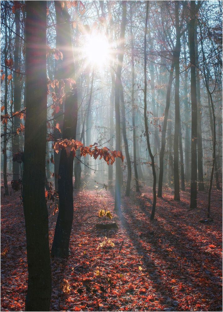 Autumn Forest