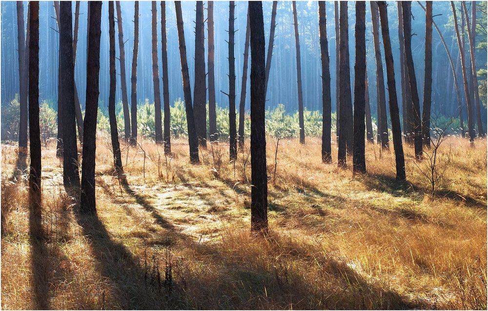 Autumn Forest