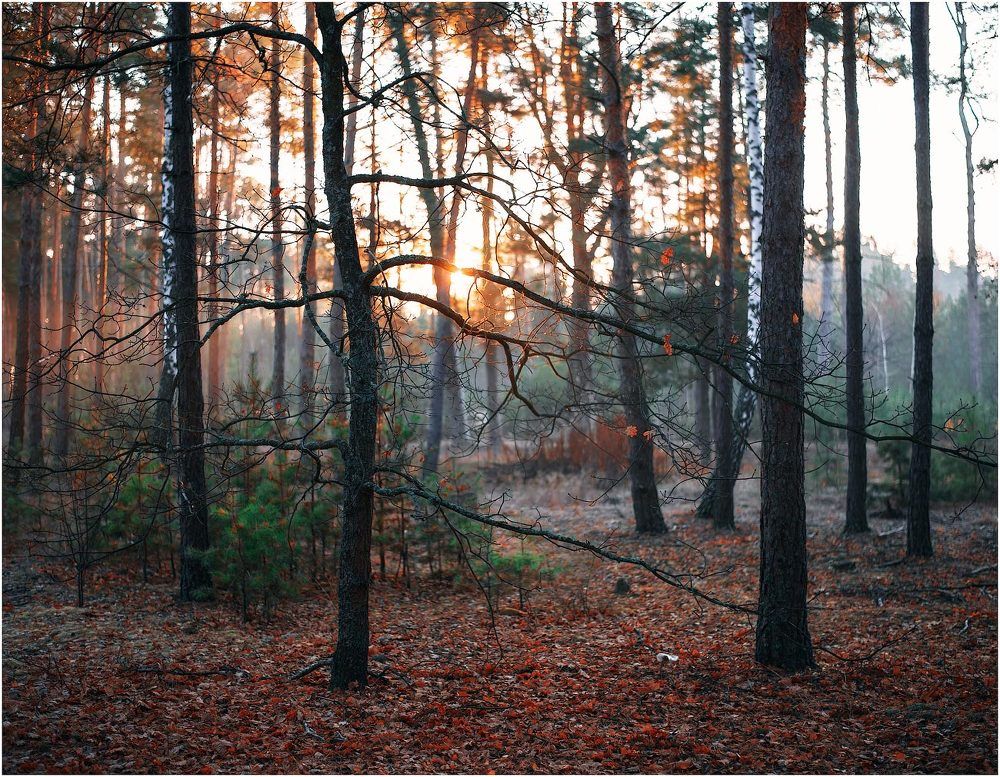Autumn Forest