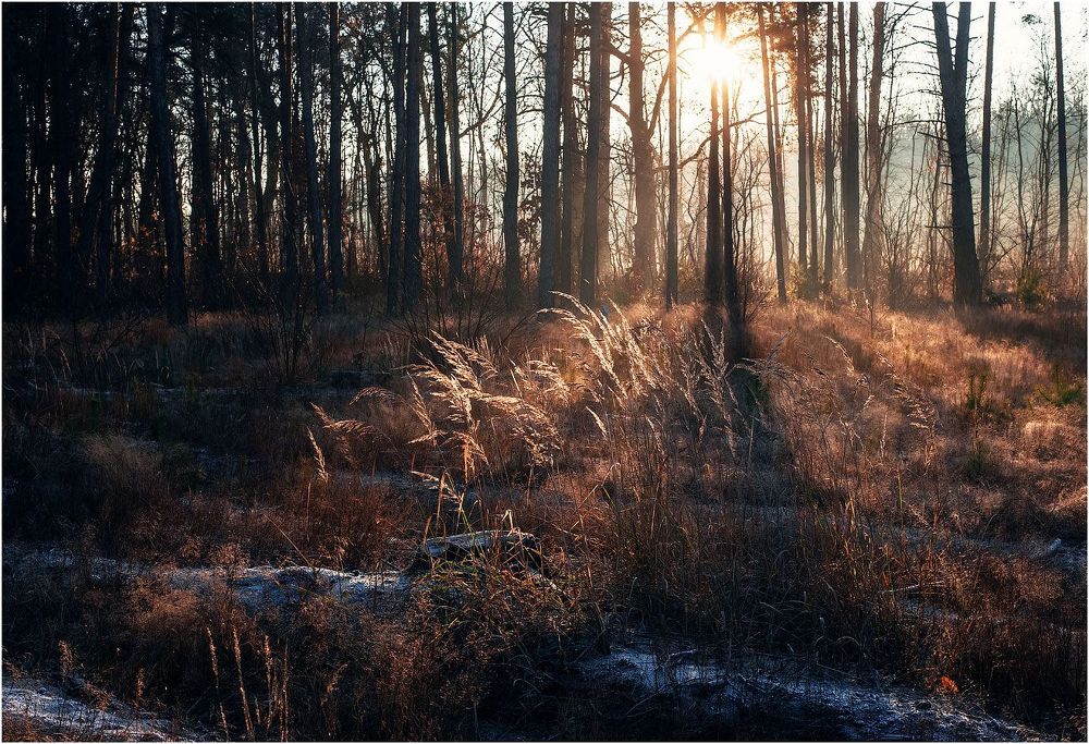 Autumn Forest