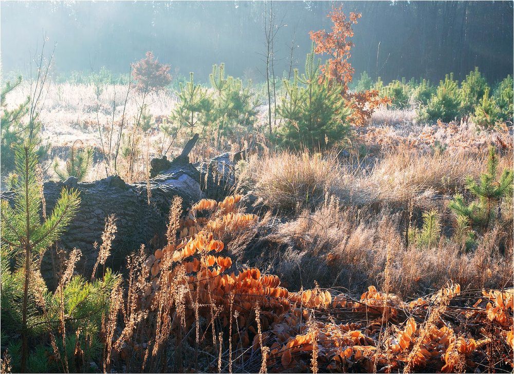 Autumn Forest