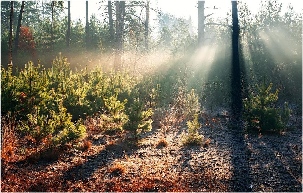 Autumn Forest