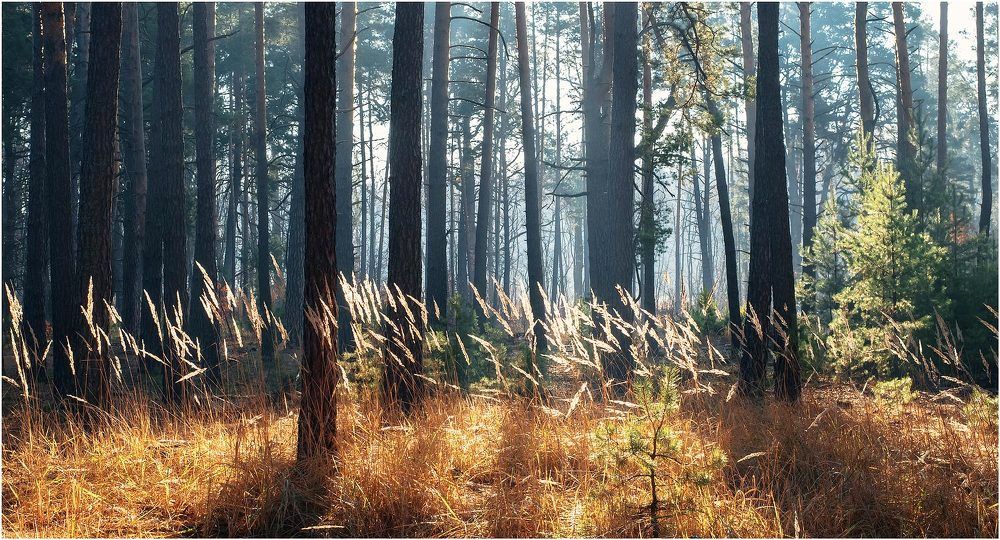 Autumn Forest