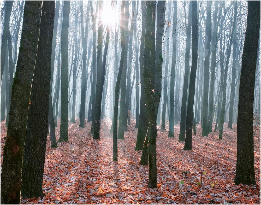 Autumn Forest