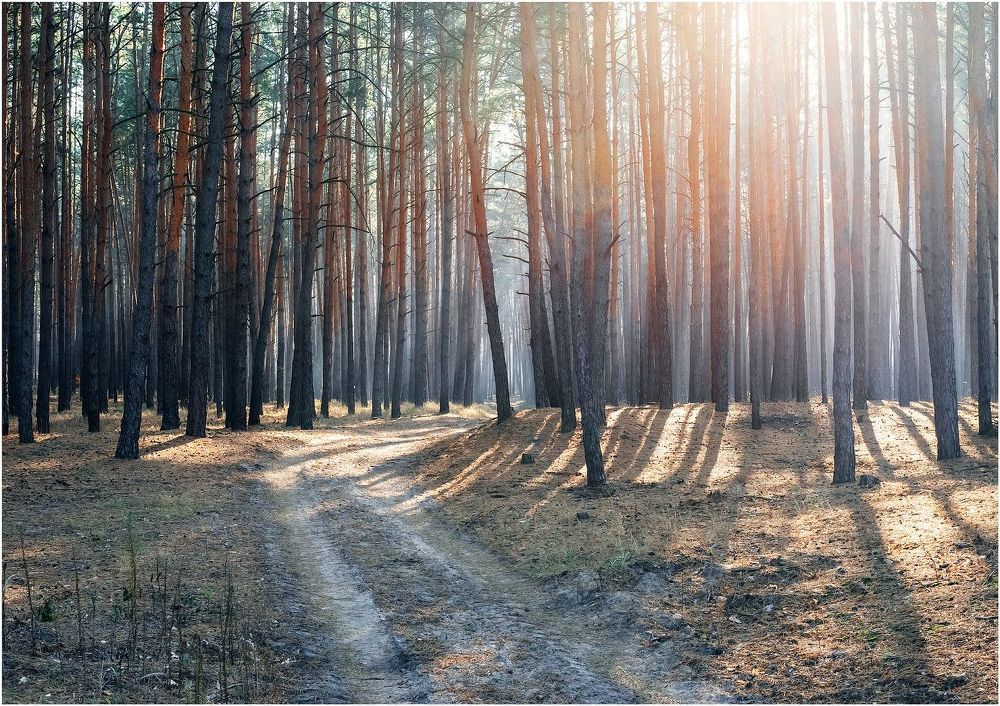 Autumn Forest