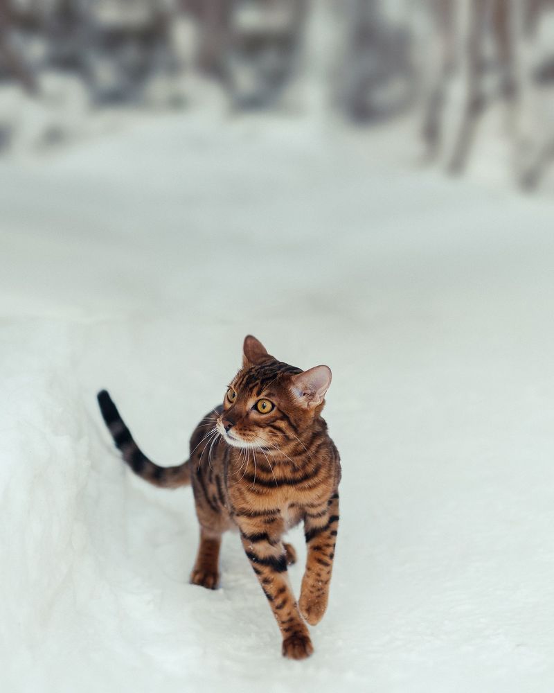 Bengal