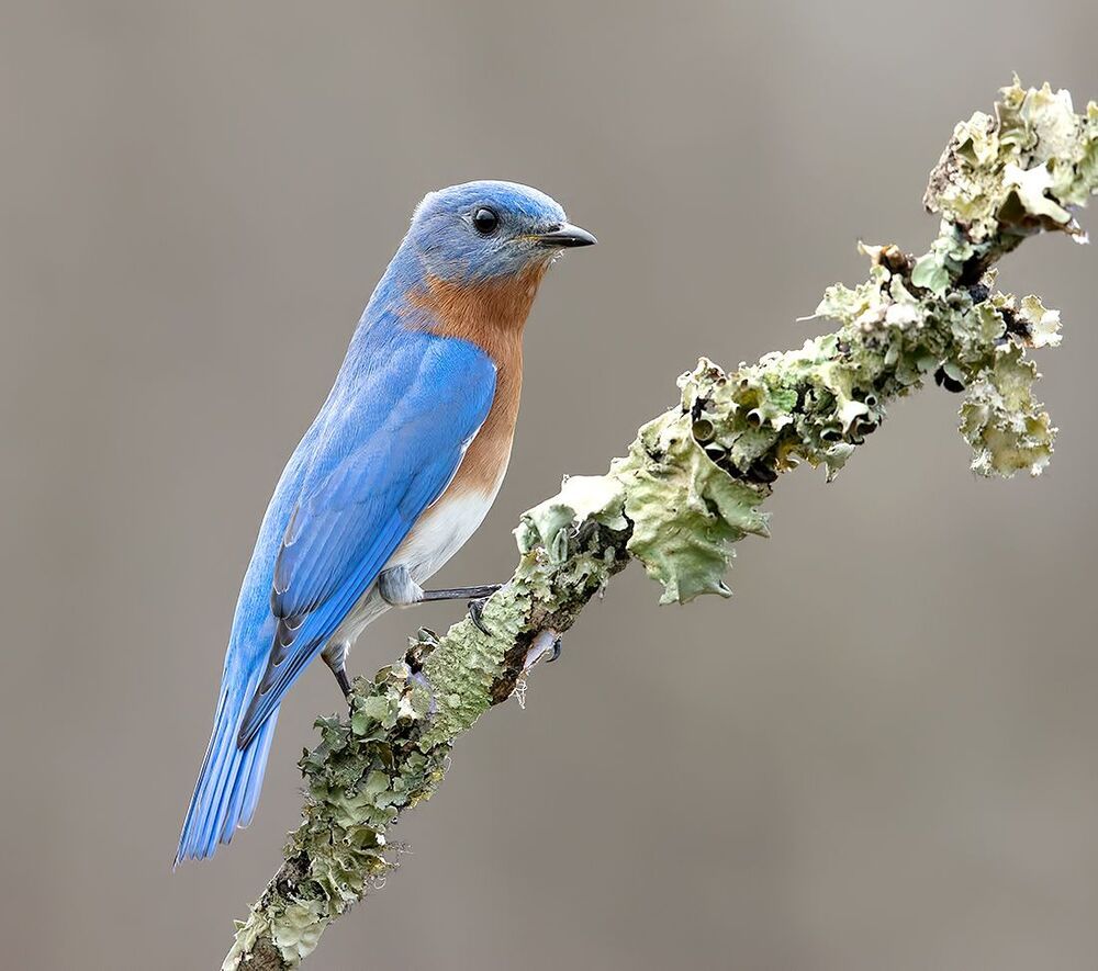 Eastern Bluebird male -Восточная сиалия самец