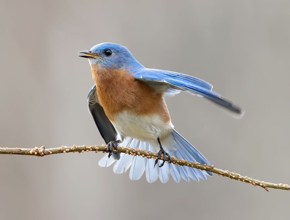 Eastern Bluebird male -Восточная сиалия самец