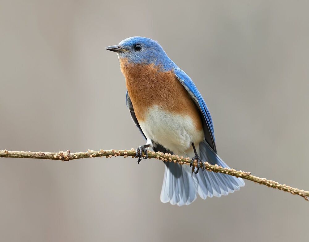 Eastern Bluebird male -Восточная сиалия самец