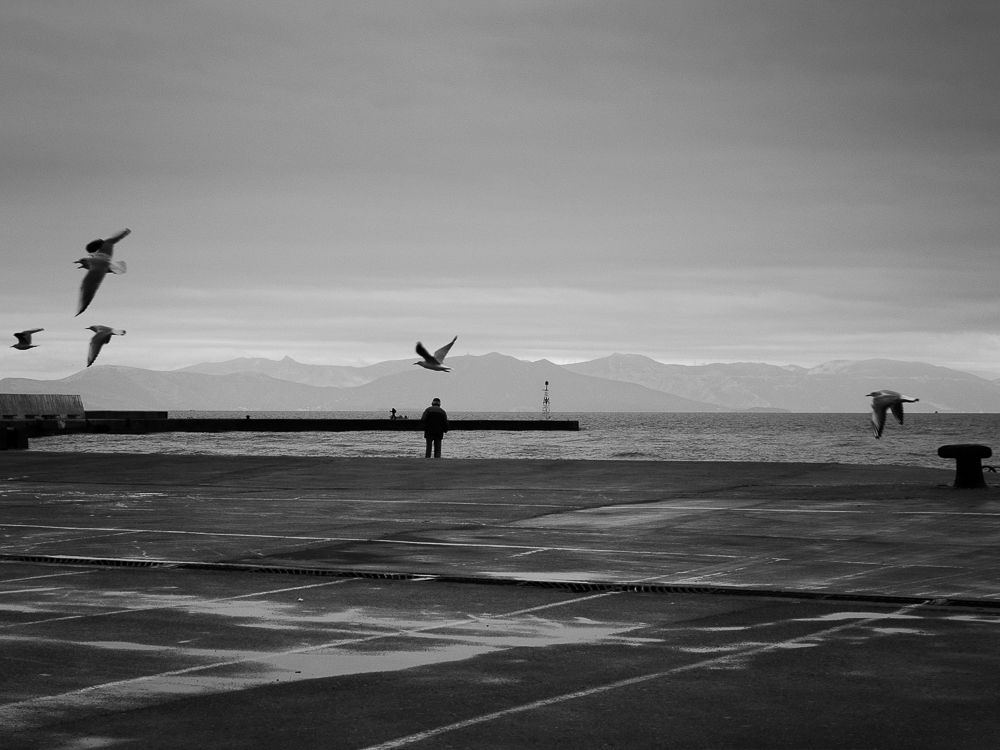 Alkyona's return (Birds never lose their "way")