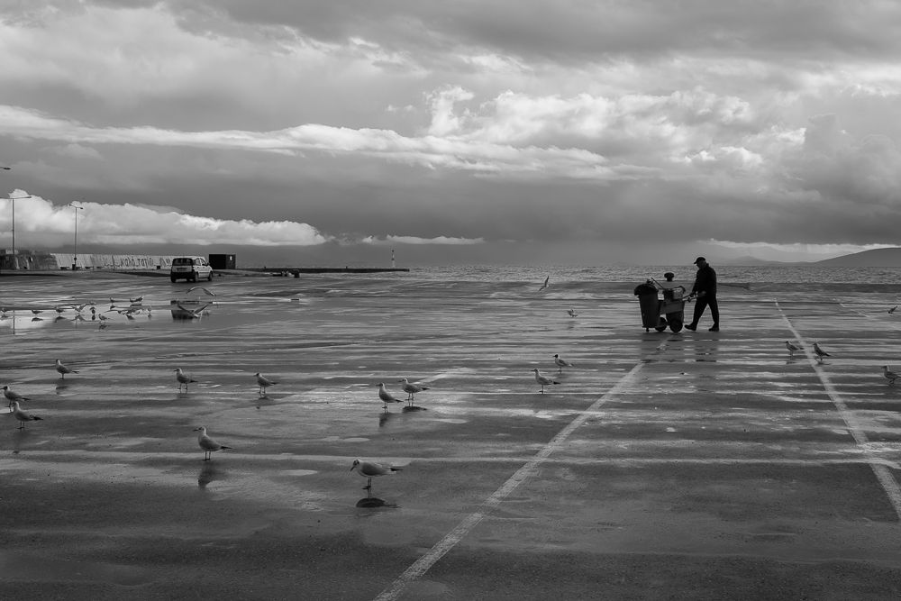 Alkyona's return (Birds never lose their "way")