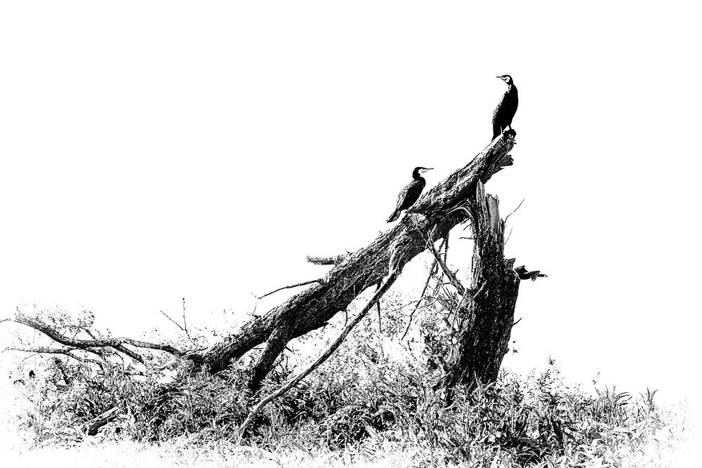 Alkyona's return (Birds never lose their "way")