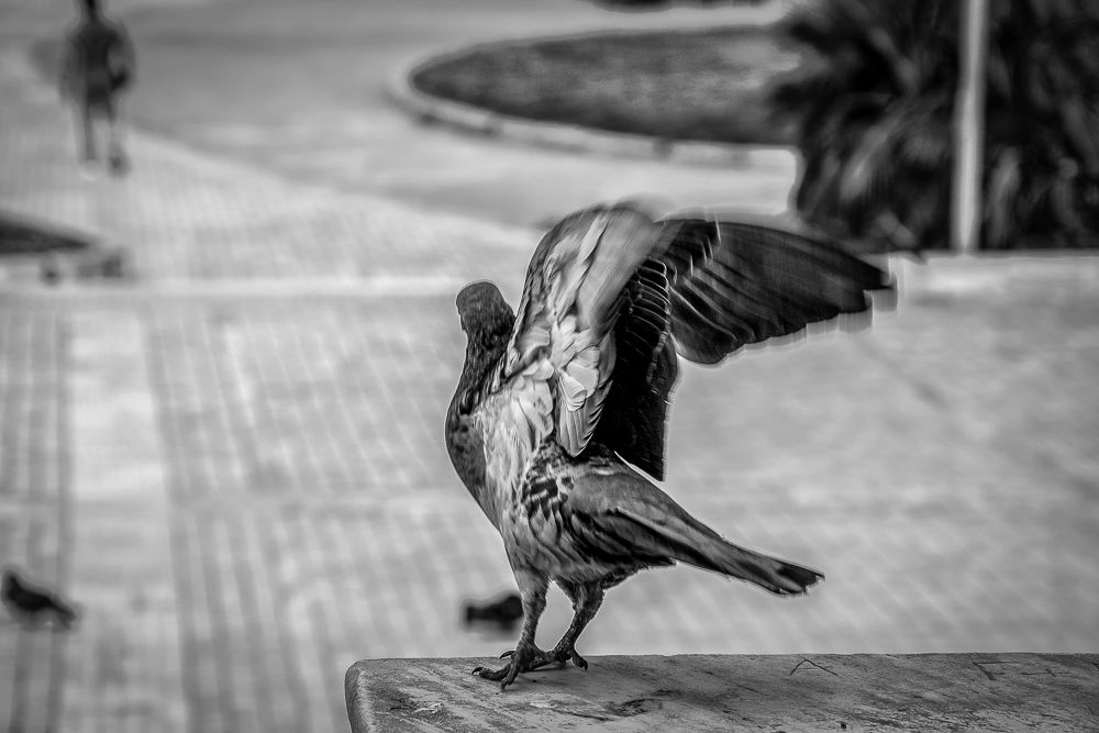 Alkyona's return (Birds never lose their "way")